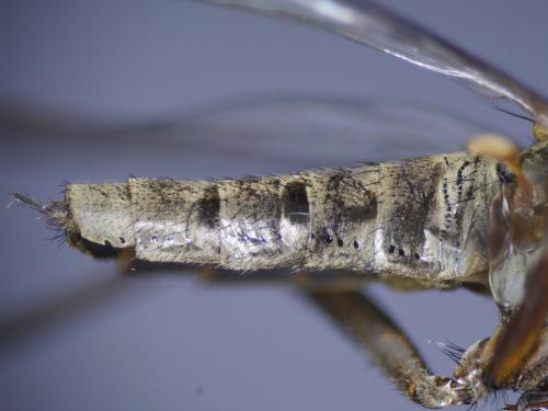 Empis sp.